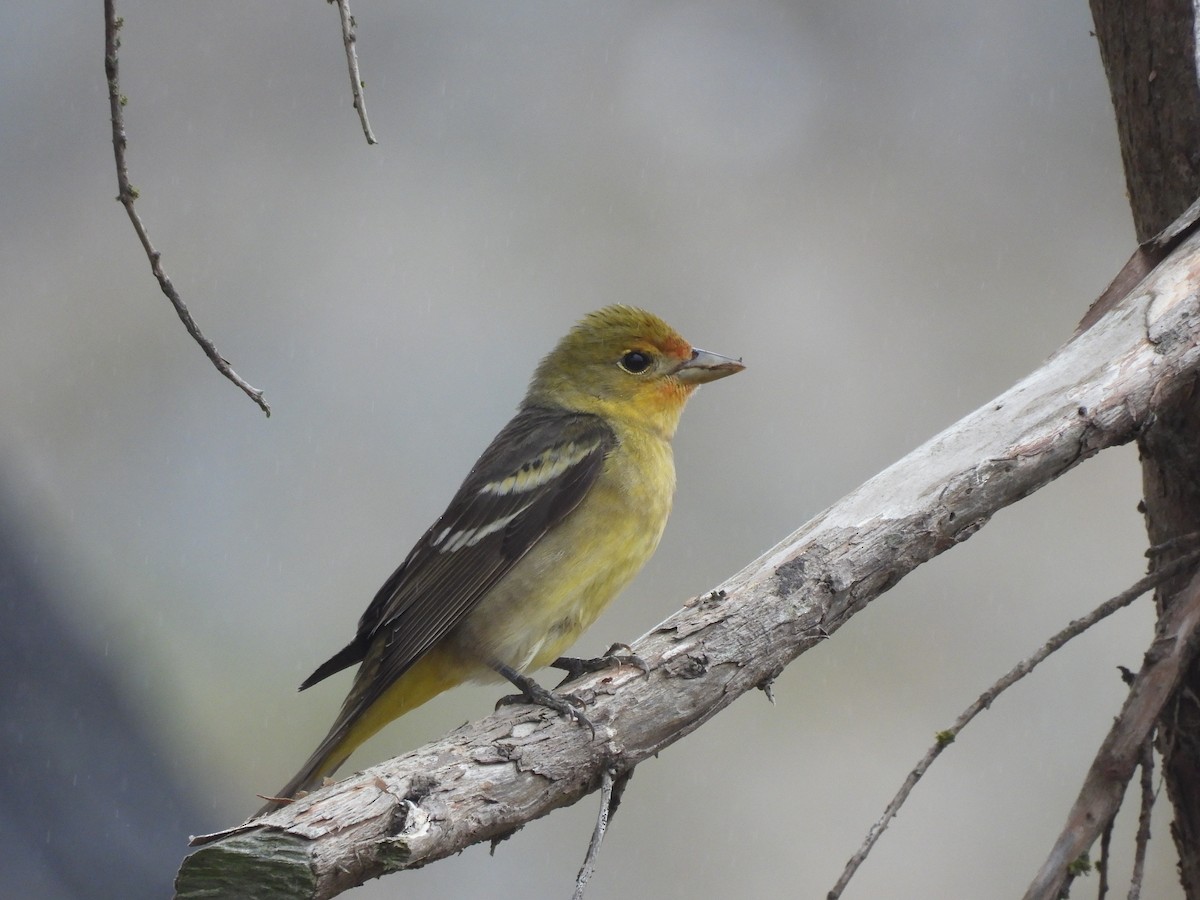 Western Tanager - ML619210592