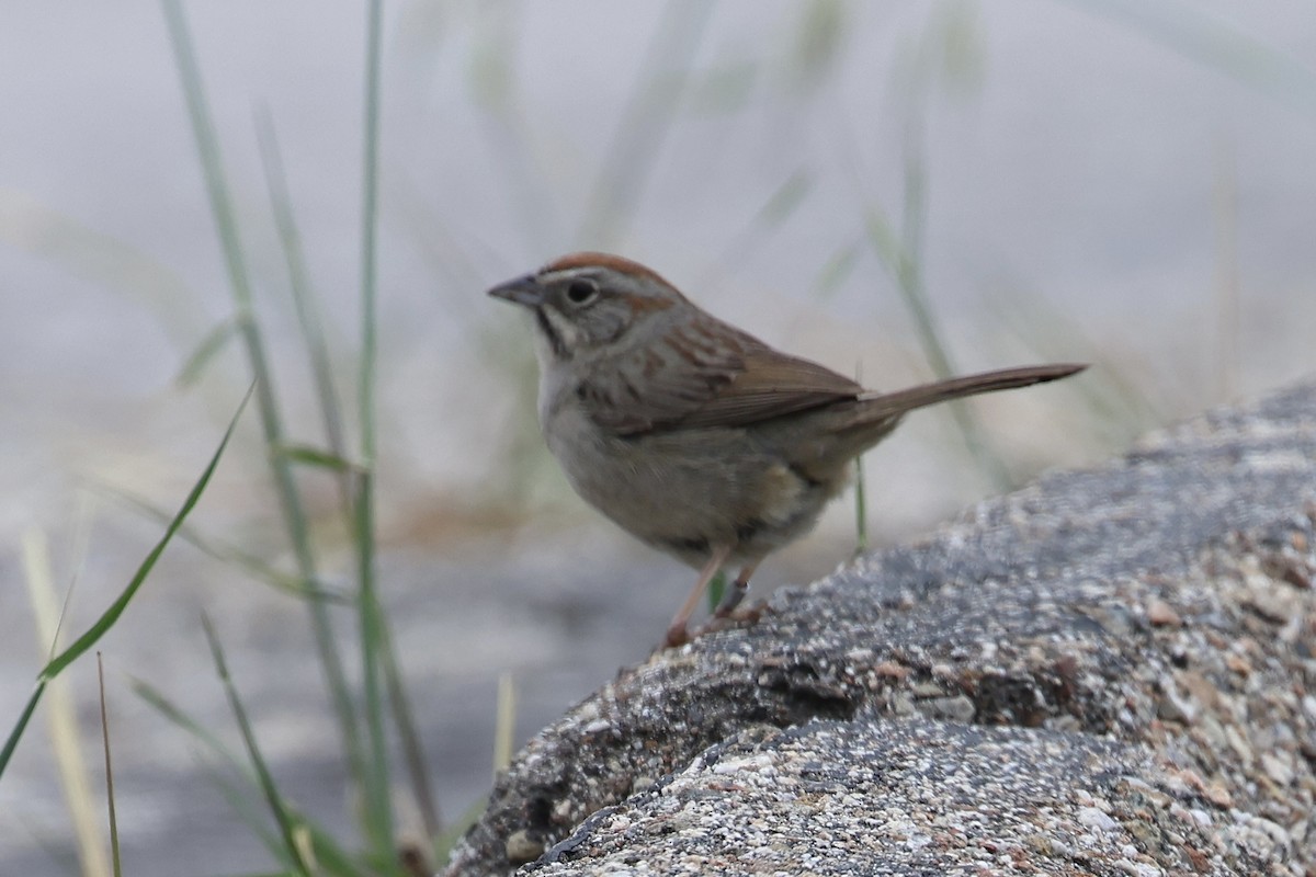 Rufous-crowned Sparrow - ML619210618