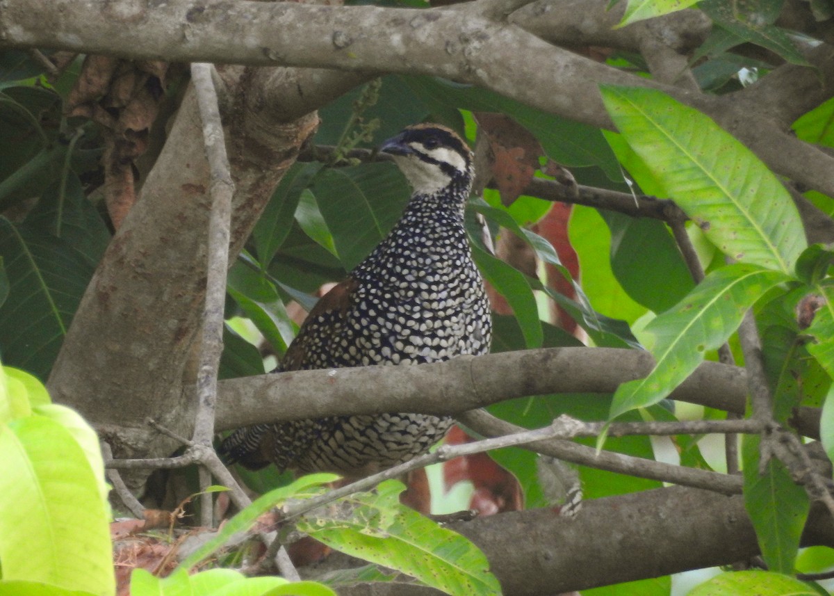 Chinese Francolin - ML619210650
