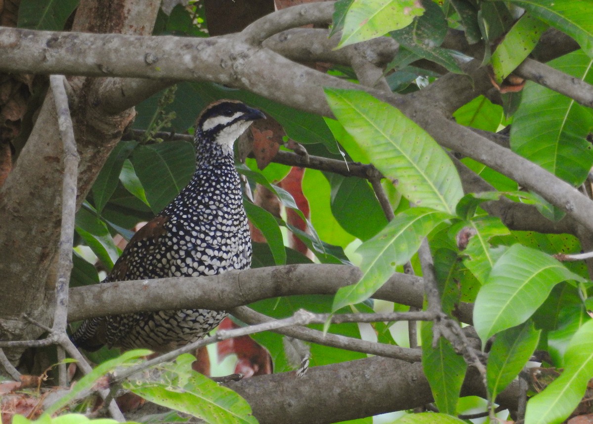 Chinese Francolin - ML619210651