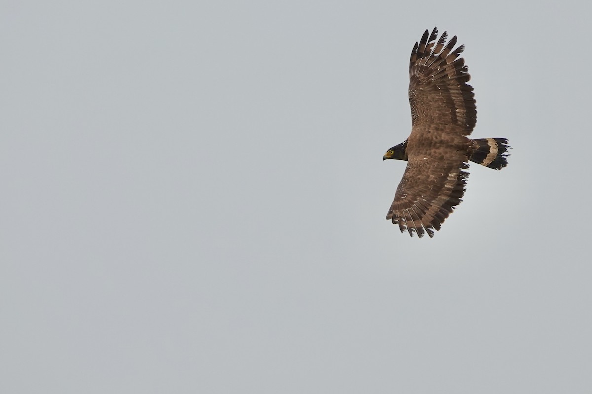 Crested Serpent-Eagle - ML619210658