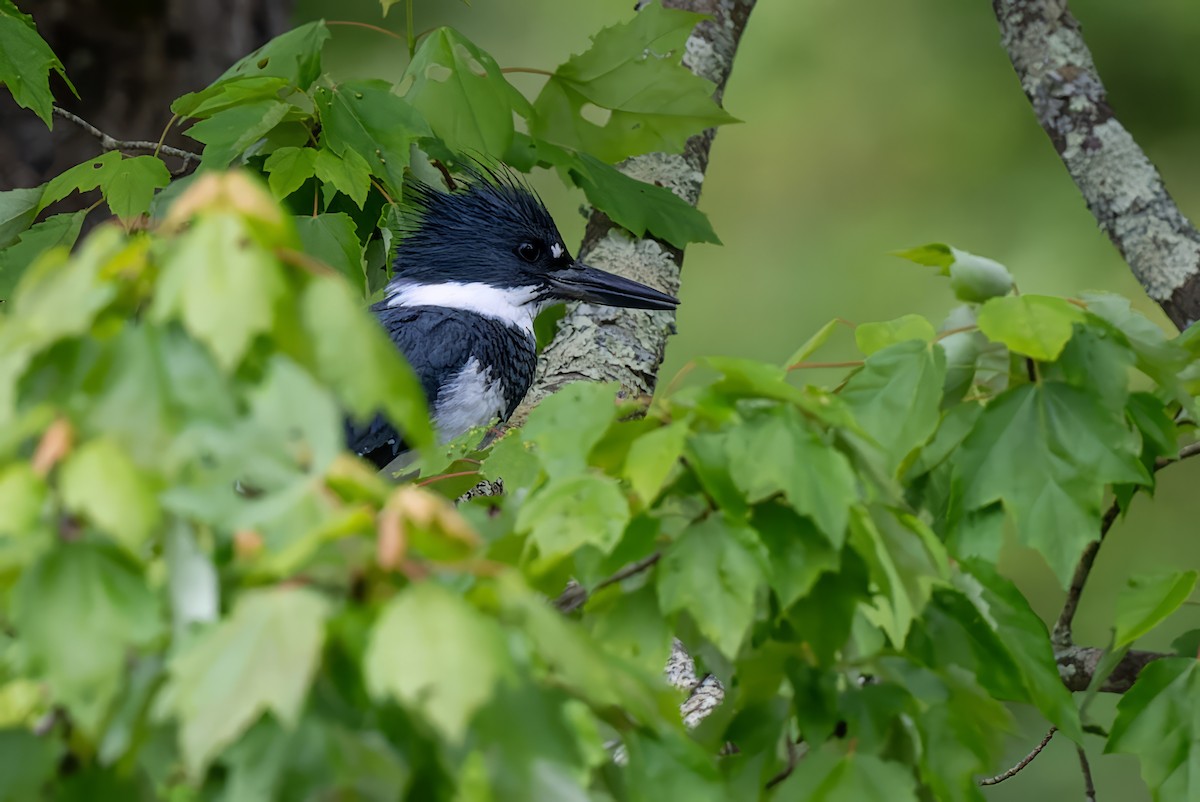 Belted Kingfisher - ML619210665