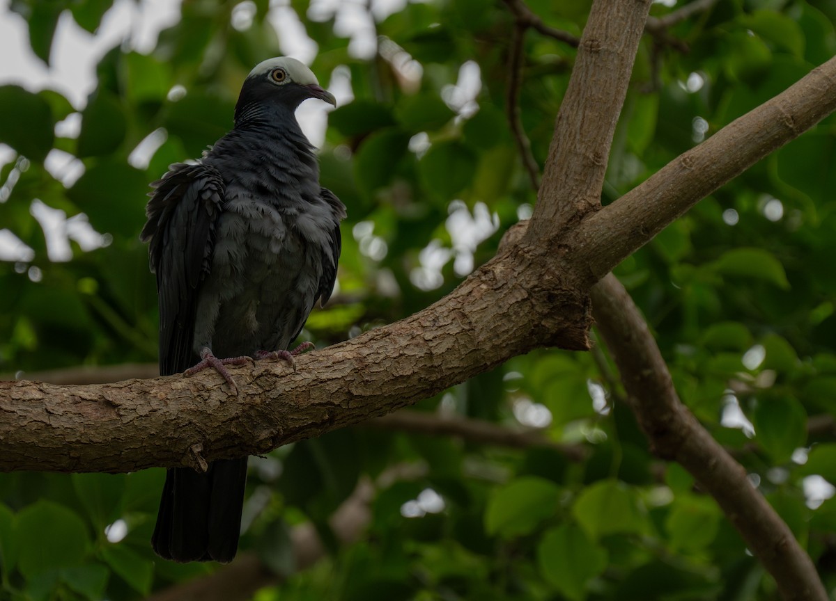 White-crowned Pigeon - ML619210669
