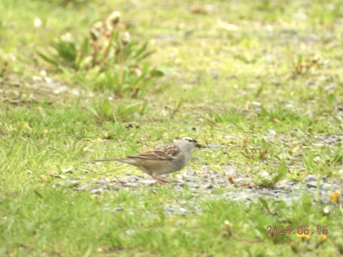White-crowned Sparrow - ML619210673