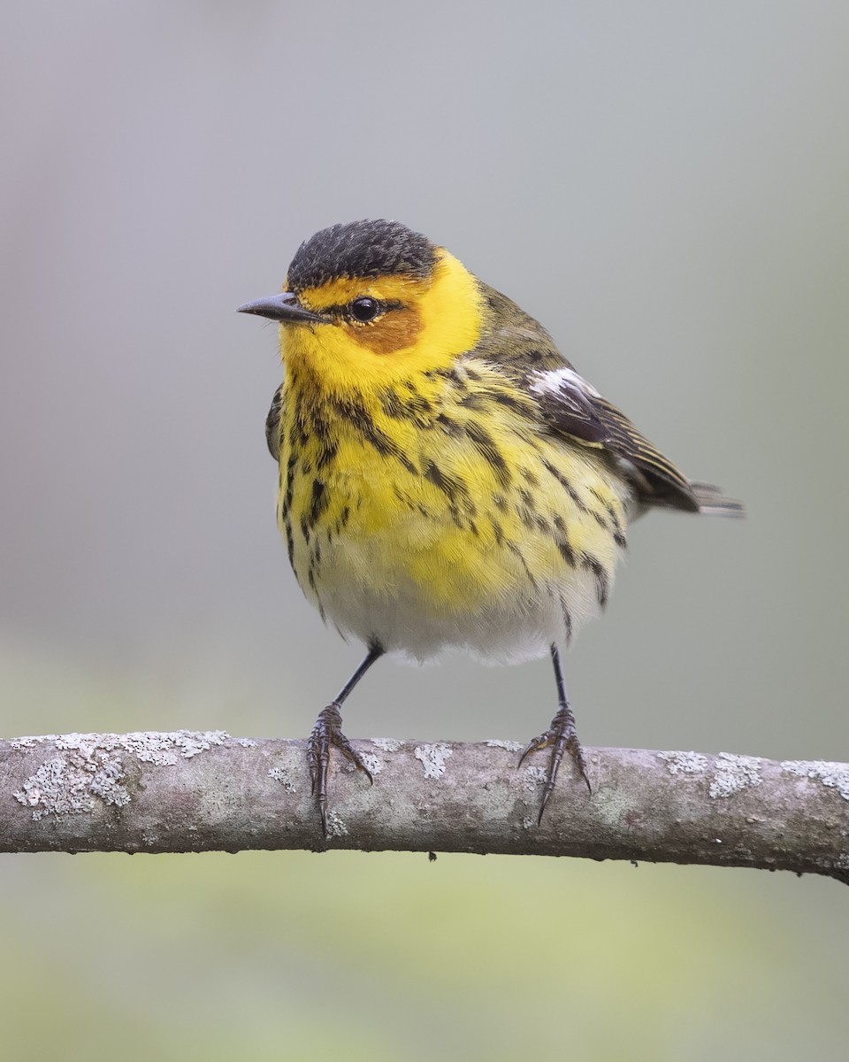 Cape May Warbler - ML619210717