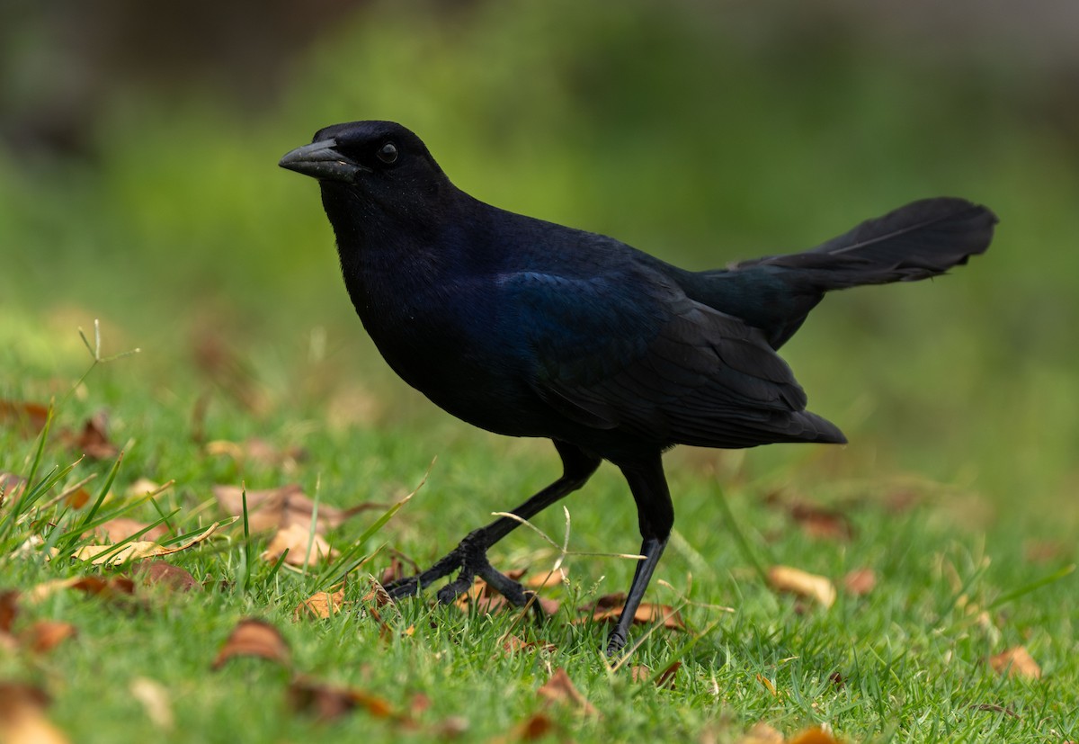 Boat-tailed Grackle - ML619210729