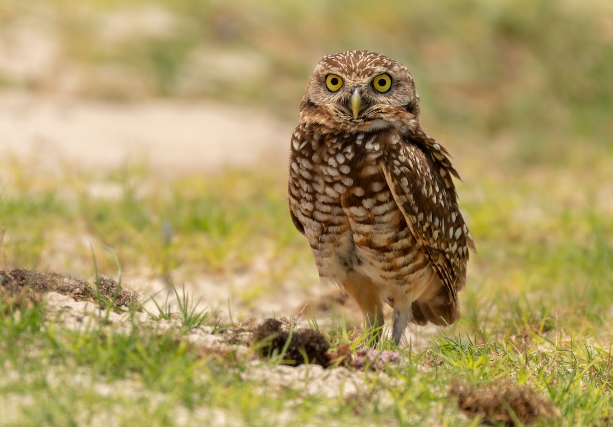Burrowing Owl - ML619210777
