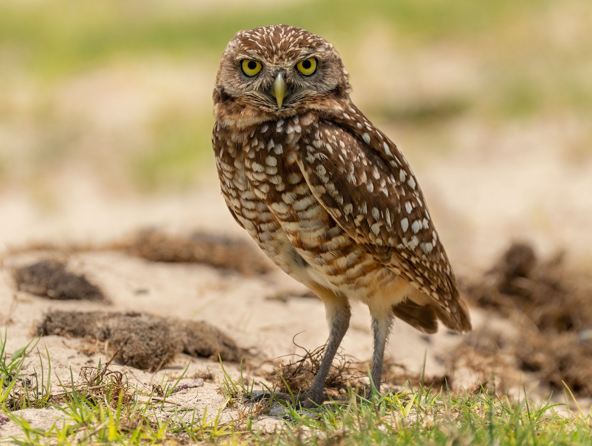 Burrowing Owl - ML619210781