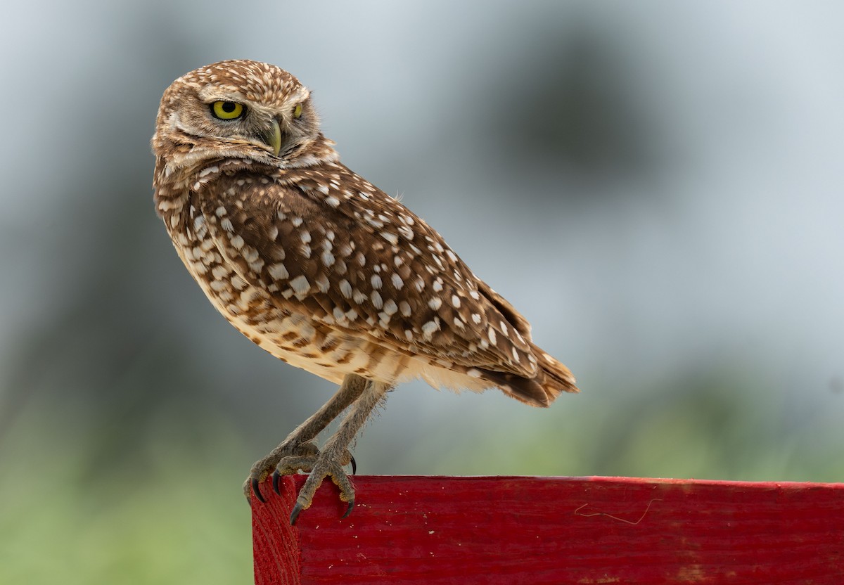 Burrowing Owl - ML619210783