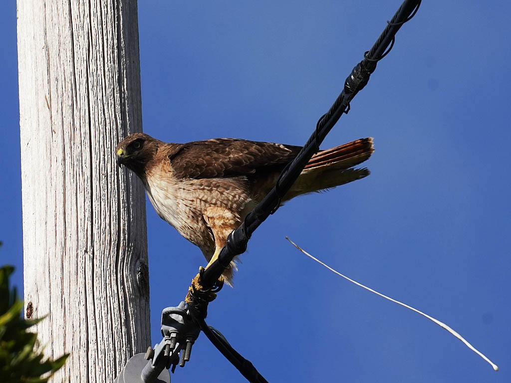 Red-tailed Hawk - ML619210794