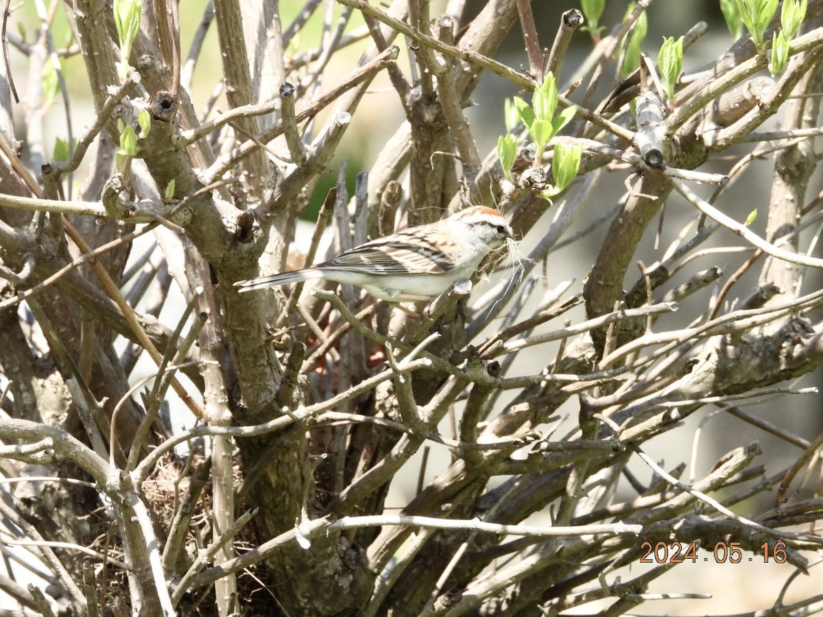 Chipping Sparrow - ML619210795