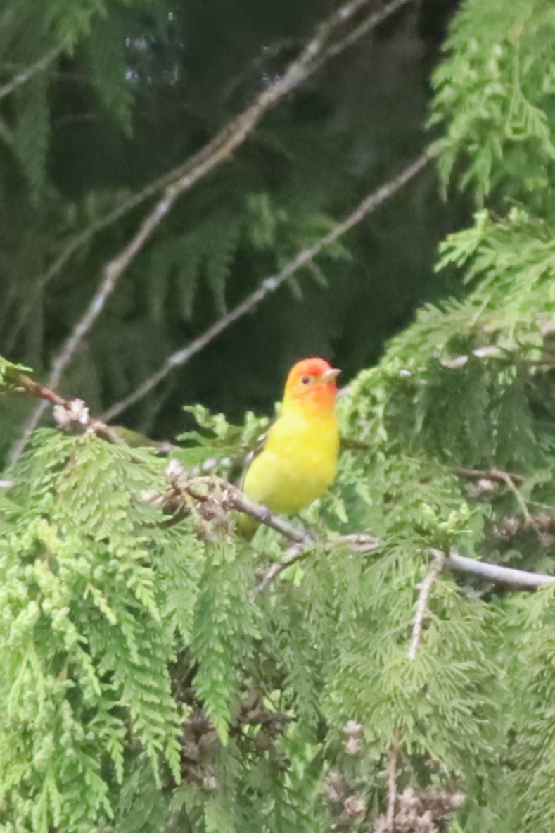 Western Tanager - ML619210842