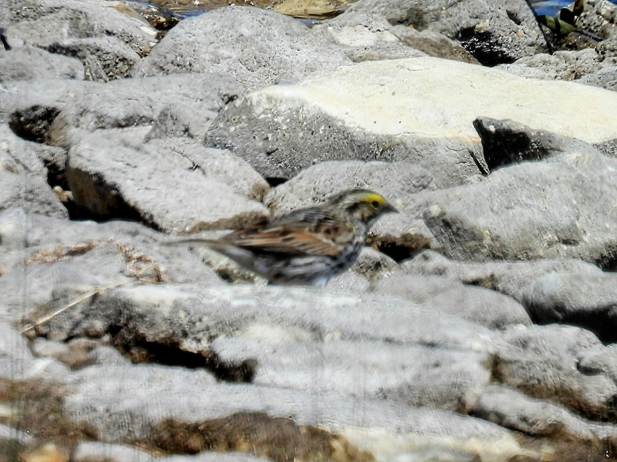 Savannah Sparrow - ML619210861
