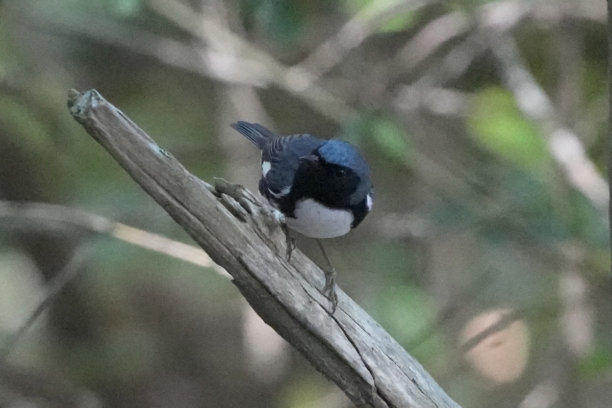 Black-throated Blue Warbler - ML619210887