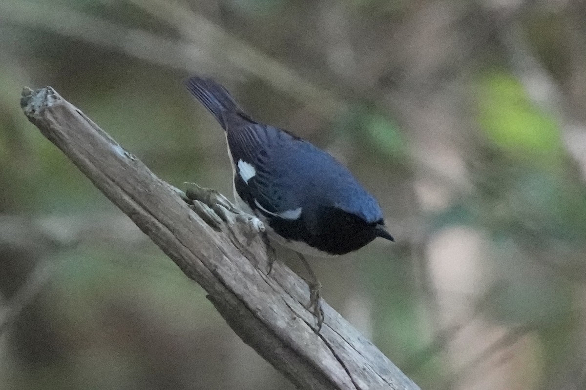 Black-throated Blue Warbler - ML619210888