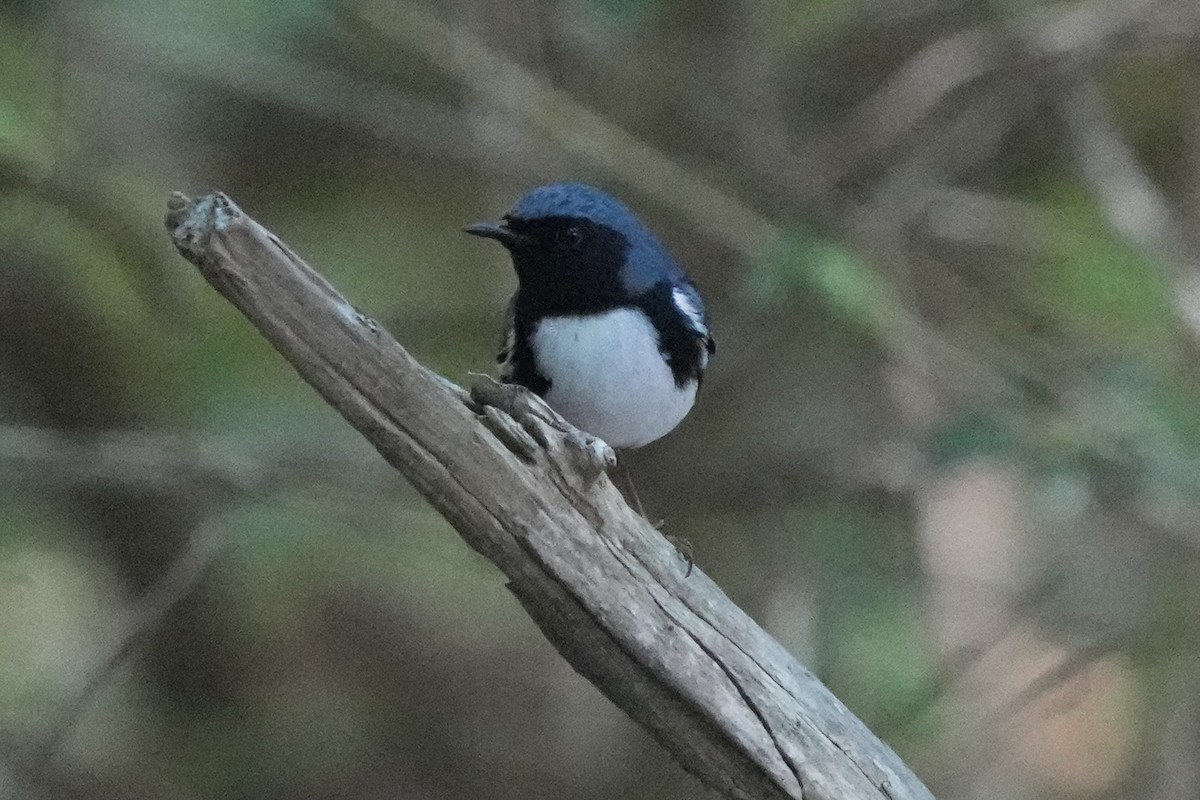 Black-throated Blue Warbler - ML619210889