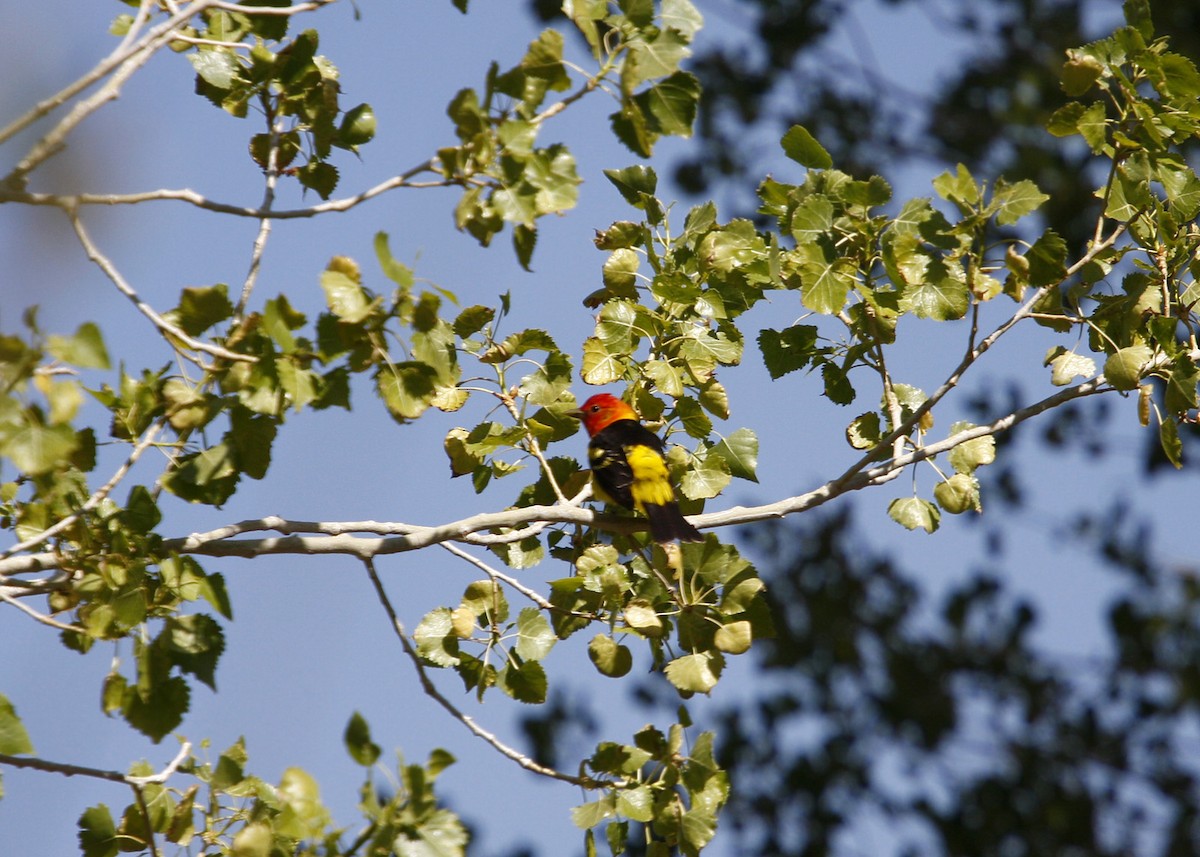 Western Tanager - ML619210891