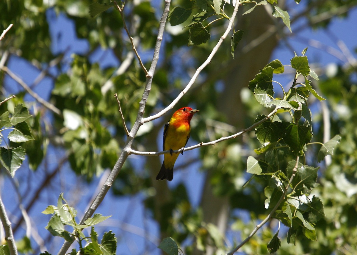 Western Tanager - ML619210892