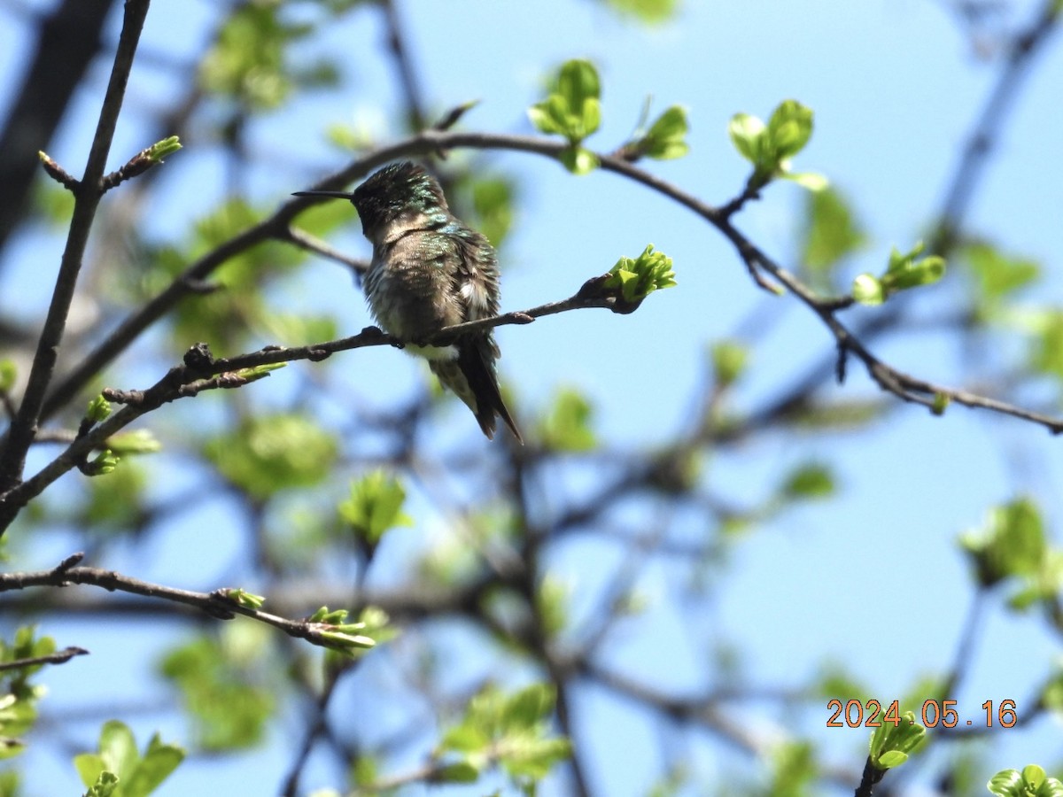 Ruby-throated Hummingbird - ML619210901