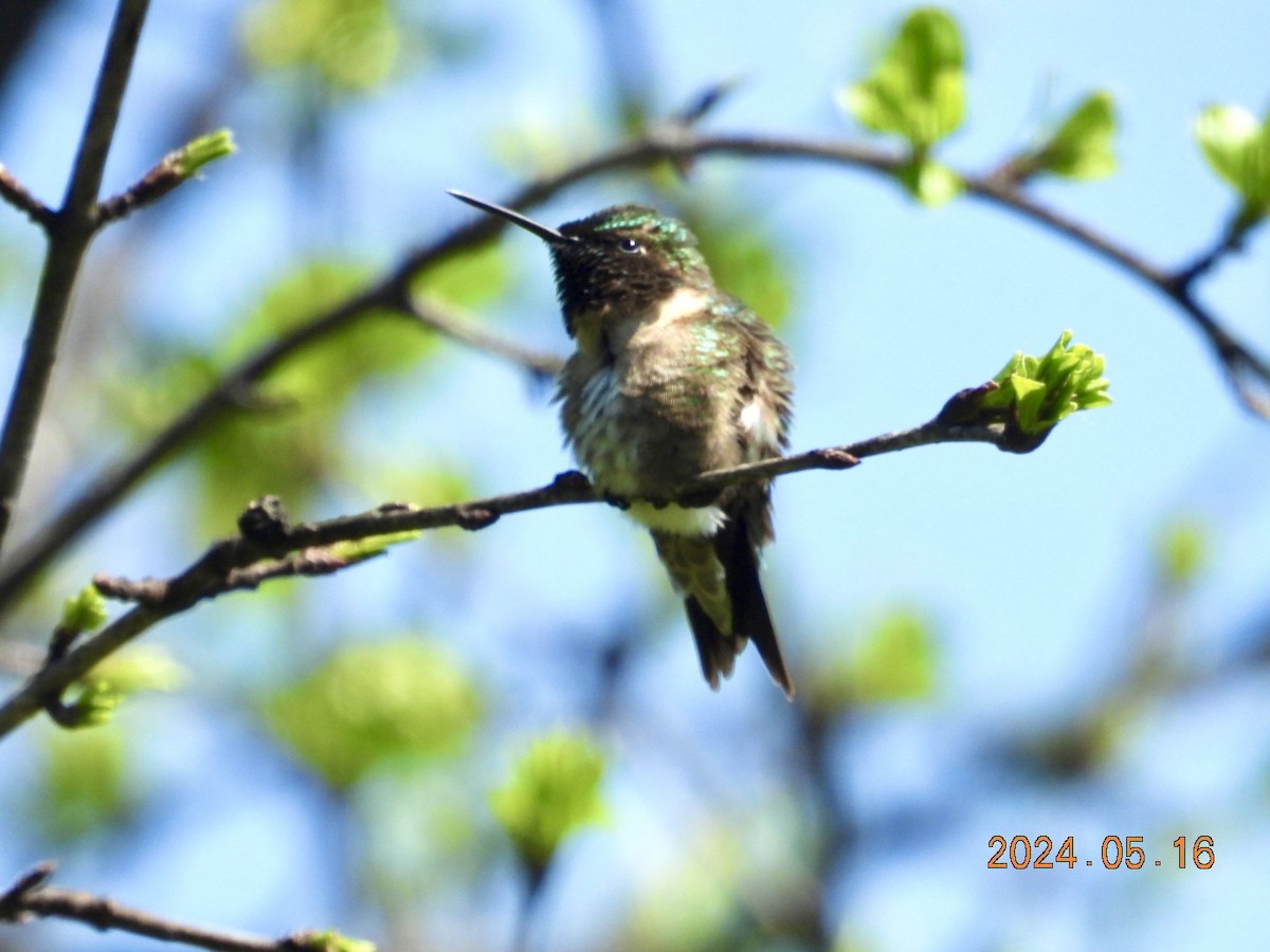 Ruby-throated Hummingbird - ML619210903