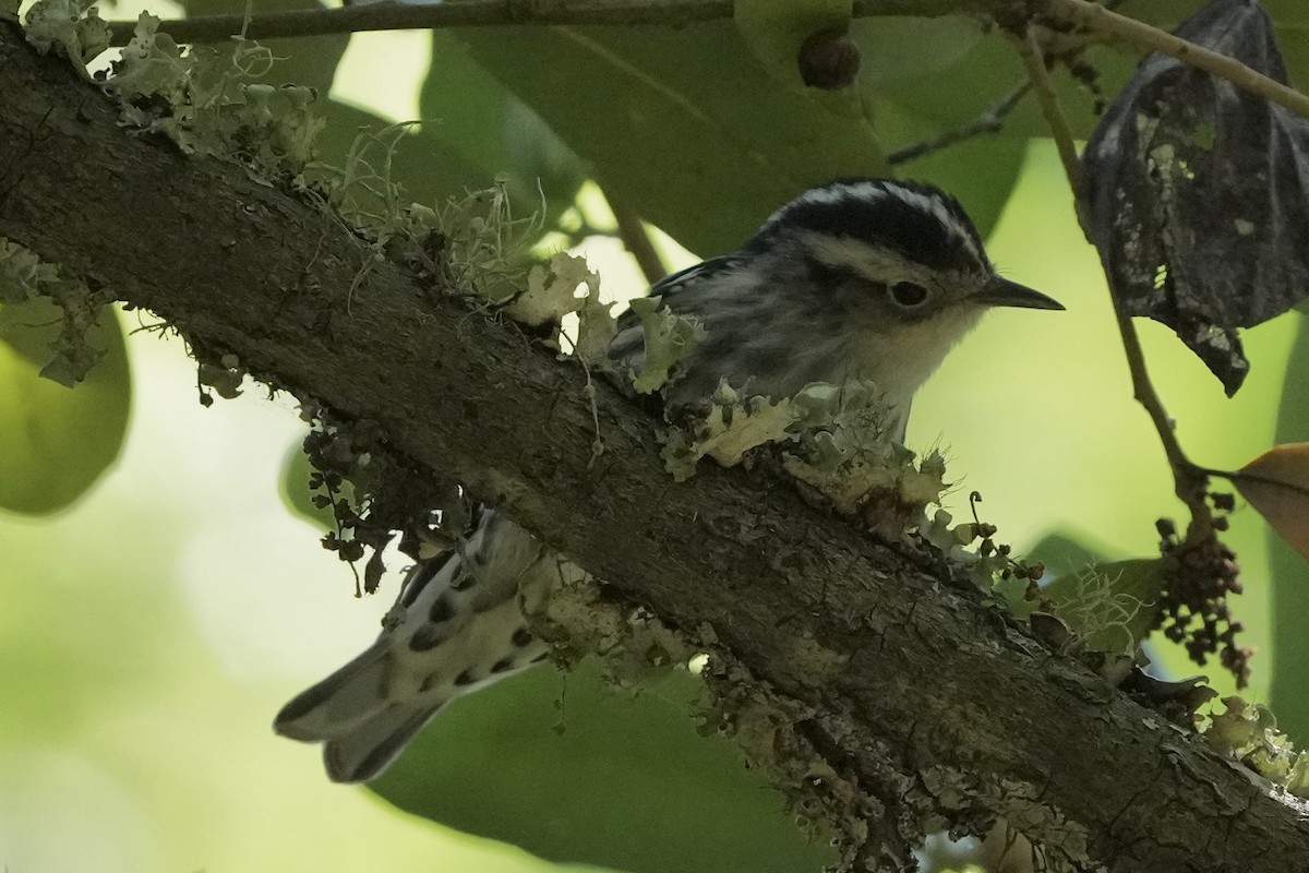 Black-and-white Warbler - ML619210948