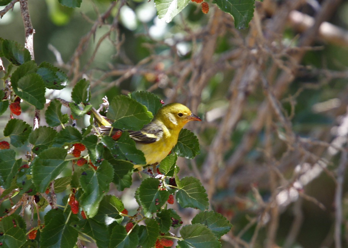 Western Tanager - ML619210973