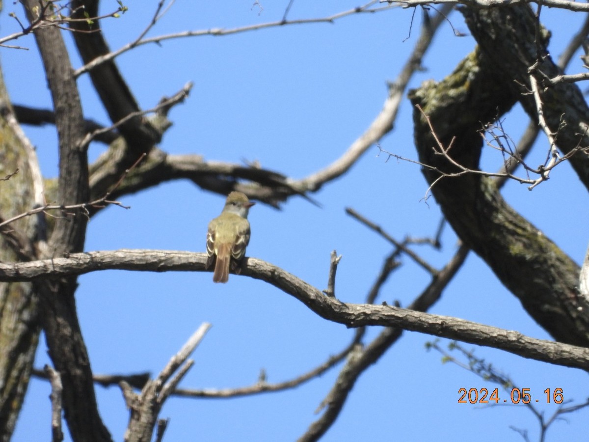 Great Crested Flycatcher - ML619210984