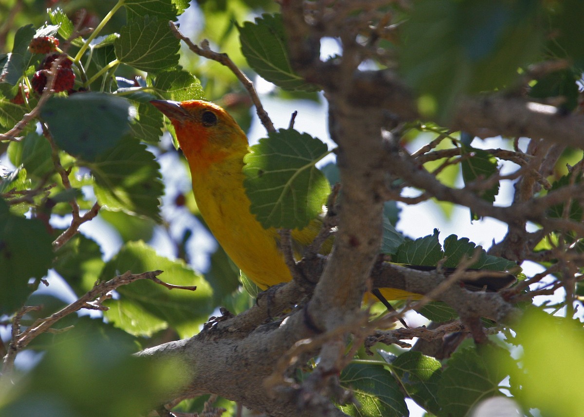 Western Tanager - ML619211006