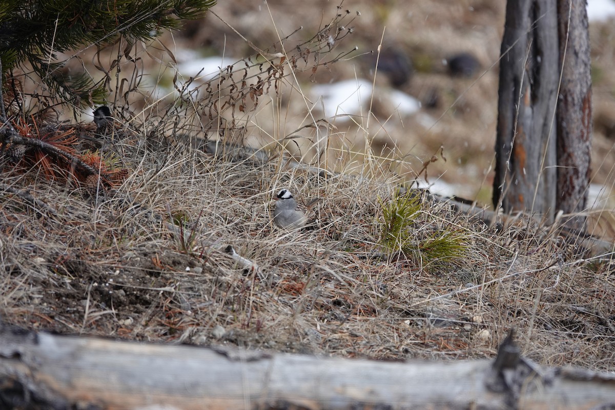 White-crowned Sparrow - ML619211055