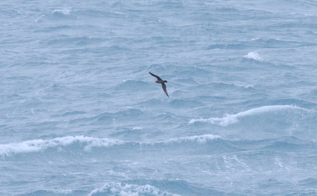 Flesh-footed Shearwater - ML619211072
