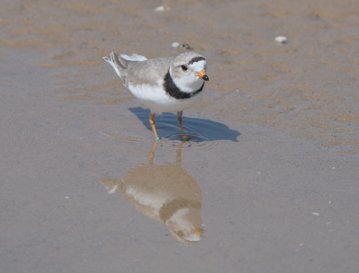Piping Plover - ML619211120
