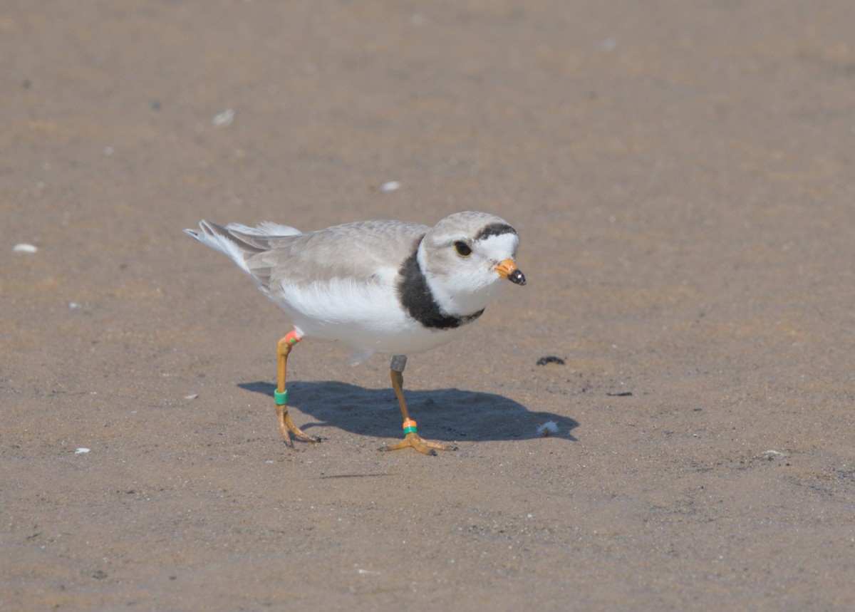 Piping Plover - ML619211121