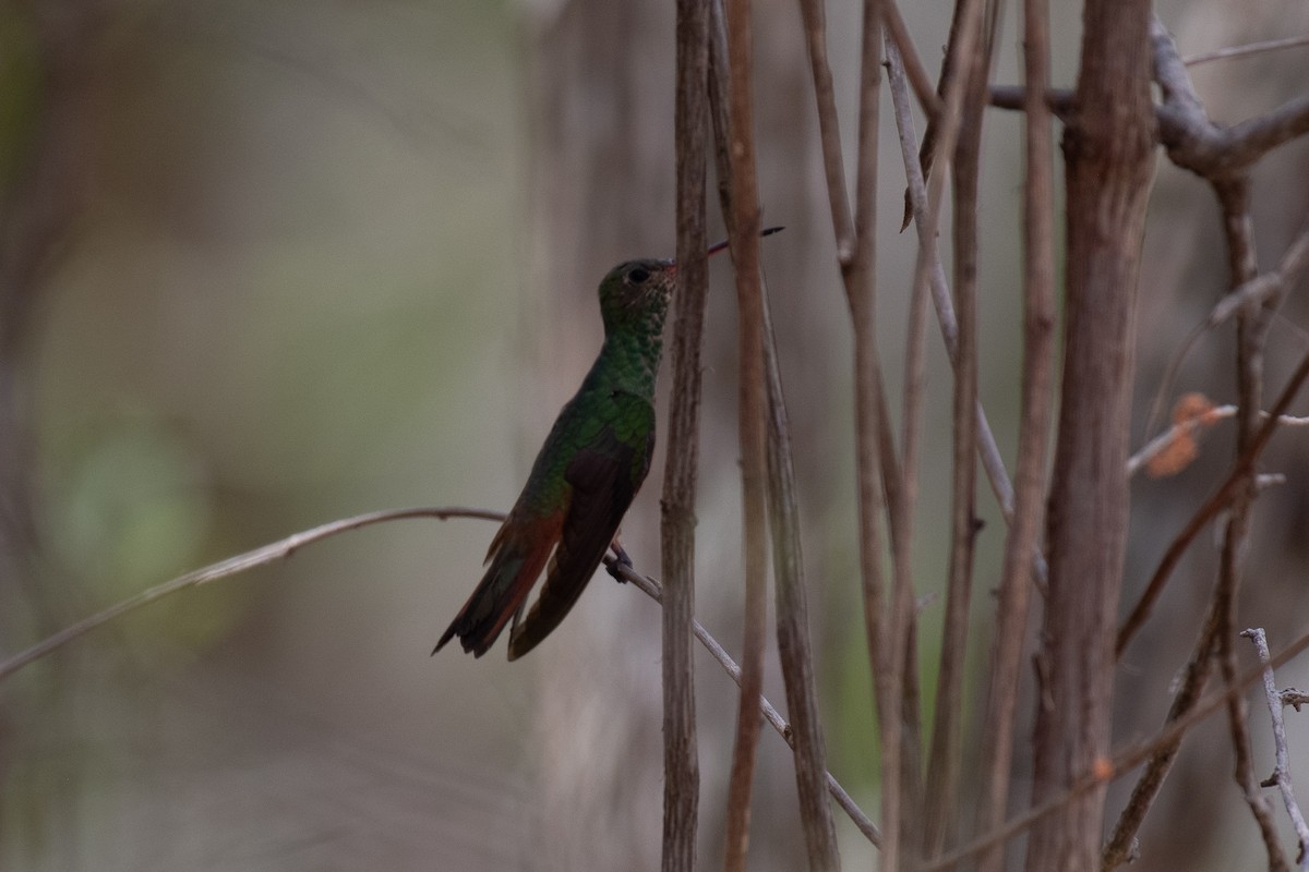 kolibřík yukatanský - ML619211126