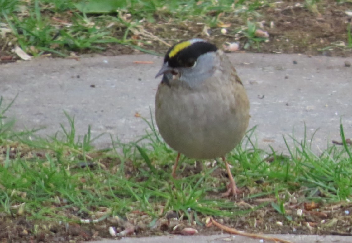 Golden-crowned Sparrow - ML619211178