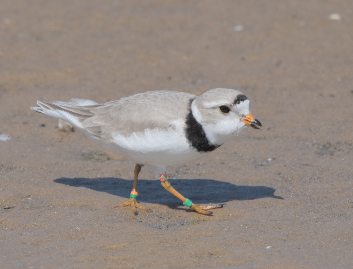 Piping Plover - ML619211200