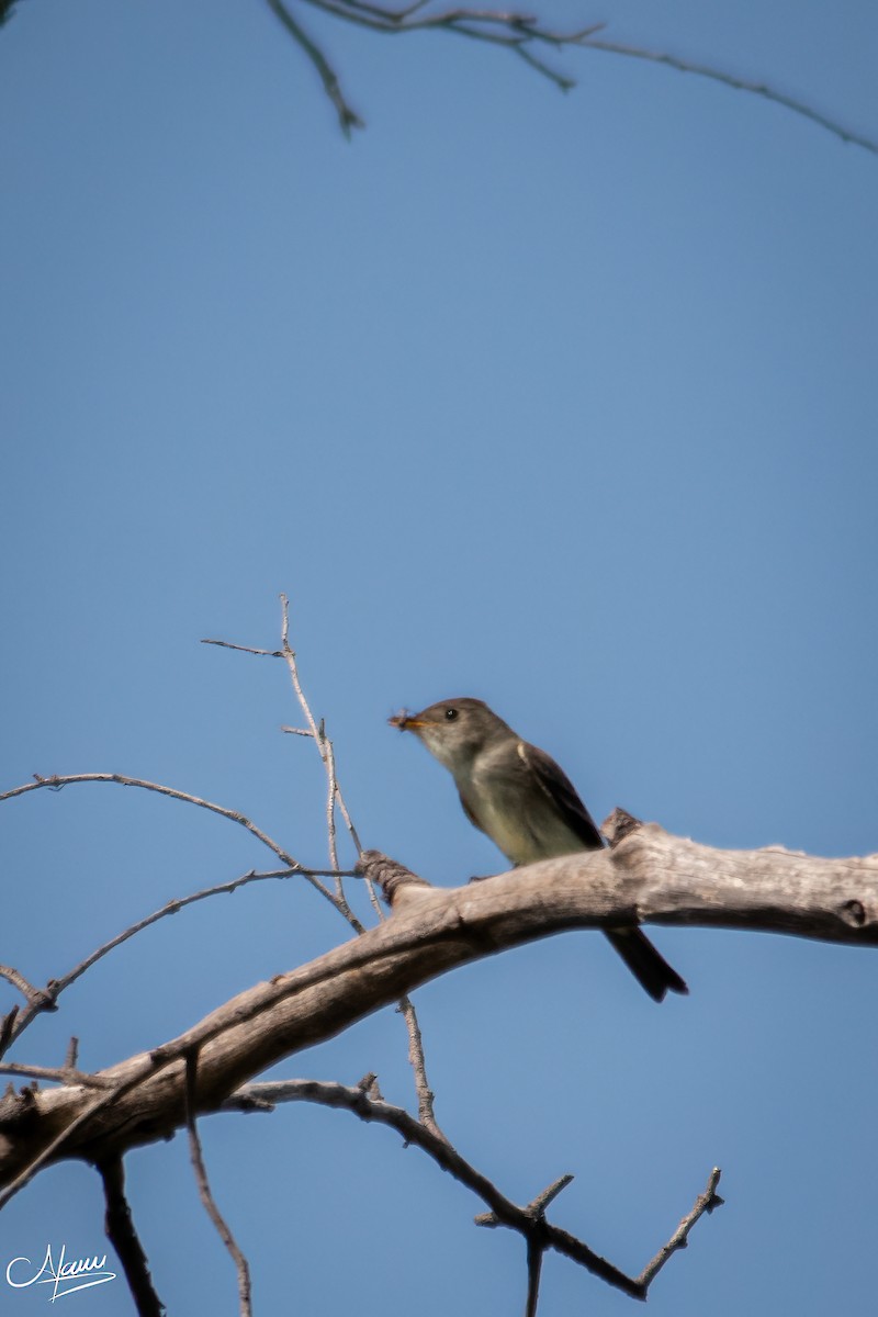 Greater Pewee - ML619211236