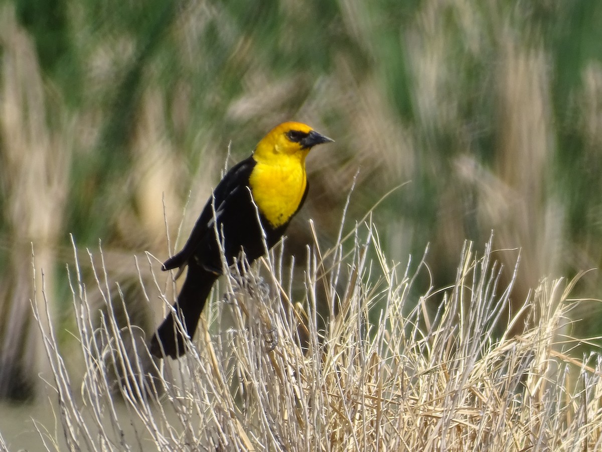 Yellow-headed Blackbird - ML619211312
