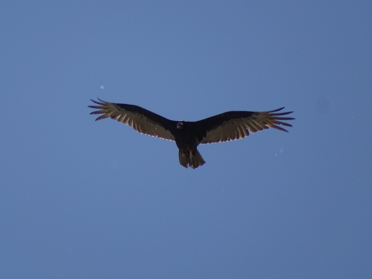 Turkey Vulture - ML619211323