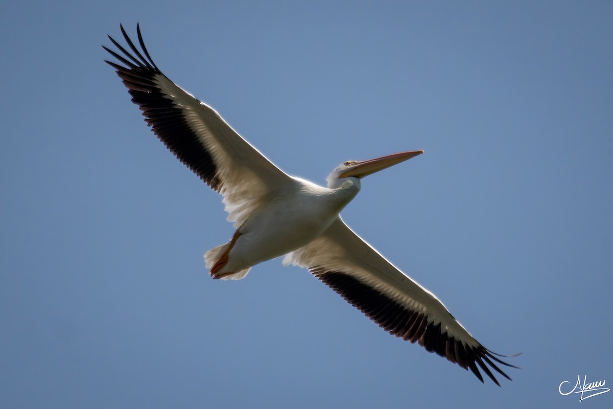 pelikán severoamerický - ML619211332