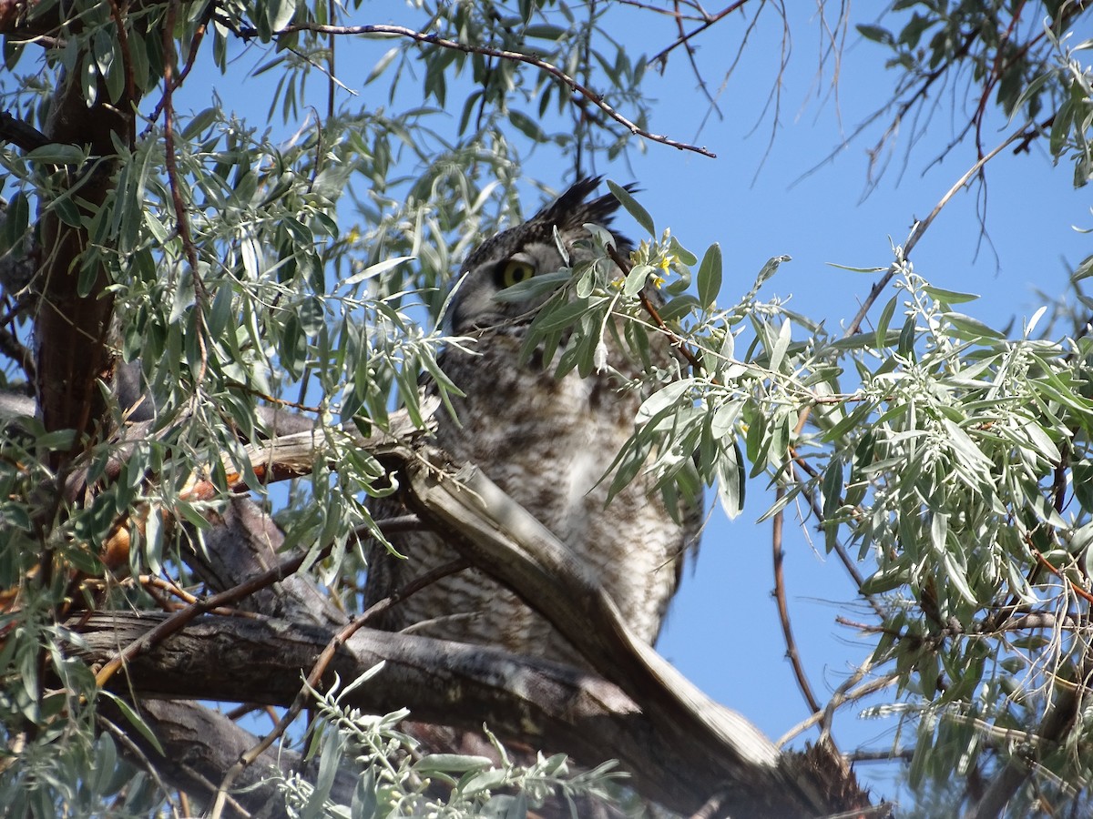 Great Horned Owl - ML619211339