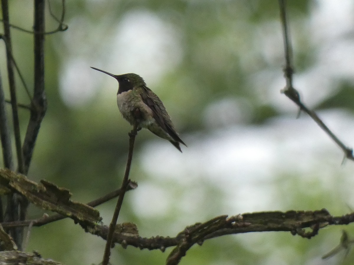 Ruby-throated Hummingbird - ML619211350
