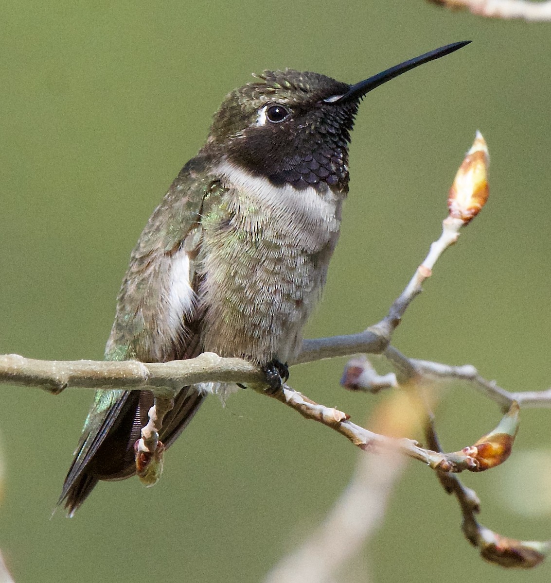 Black-chinned Hummingbird - ML619211356