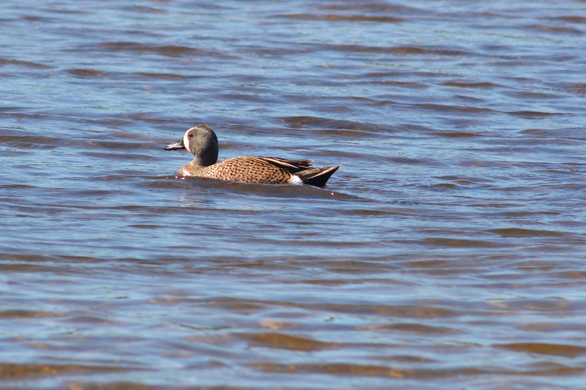 Blue-winged Teal - ML619211365
