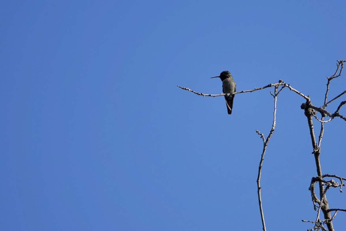 Anna's Hummingbird - ML619211366