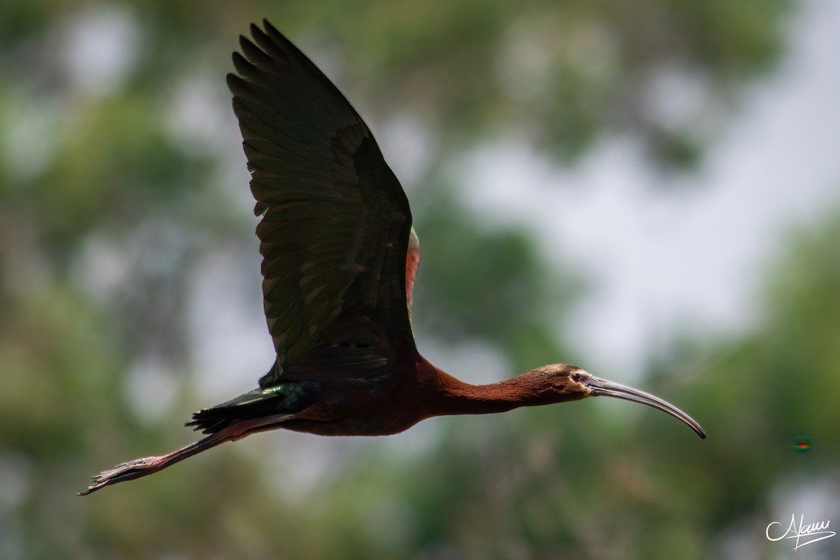 ibis americký - ML619211373