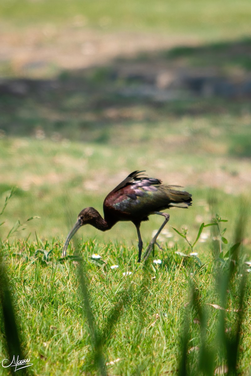 ibis americký - ML619211374