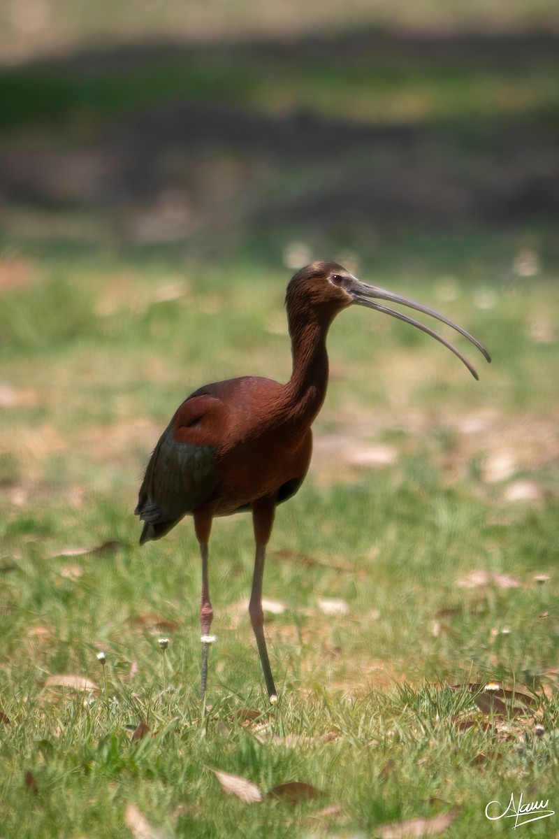 ibis americký - ML619211375