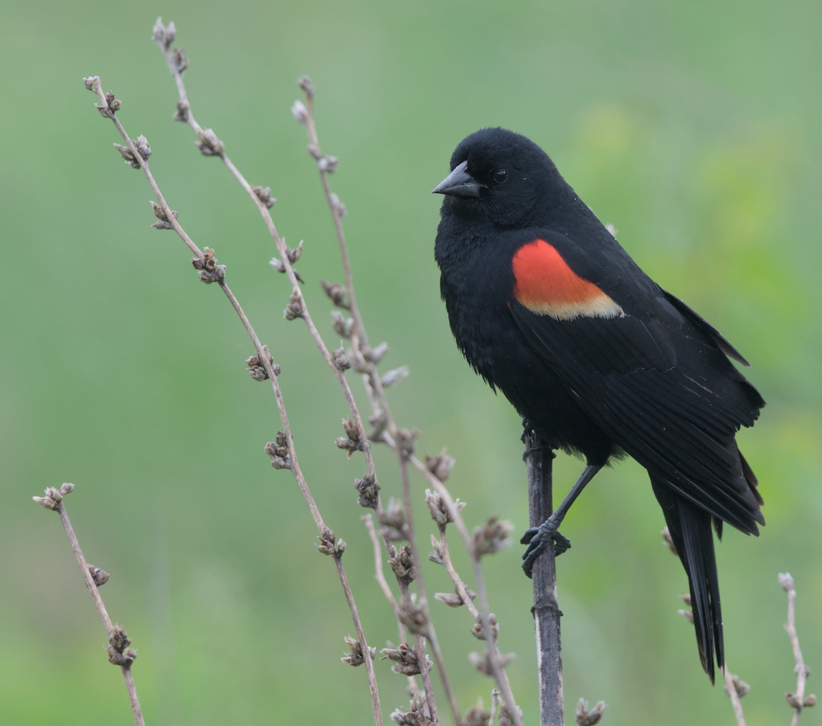 Red-winged Blackbird - ML619211390