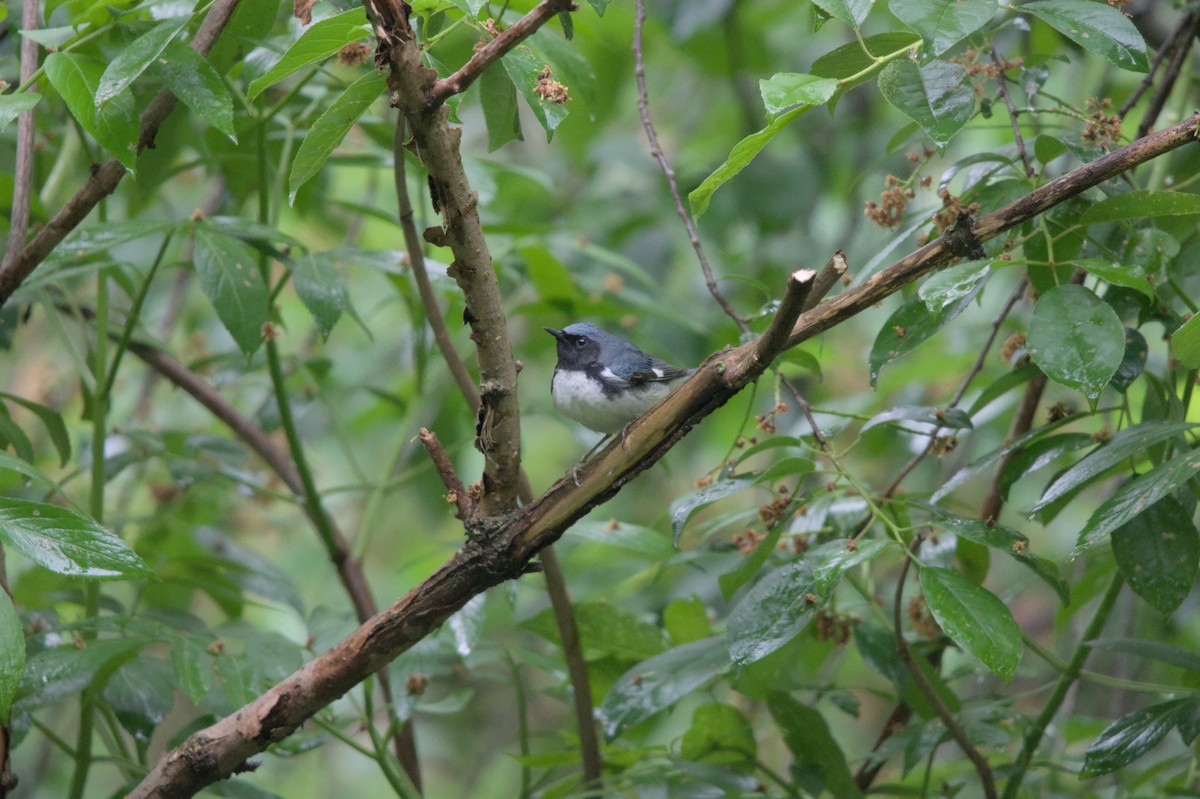 Black-throated Blue Warbler - ML619211401