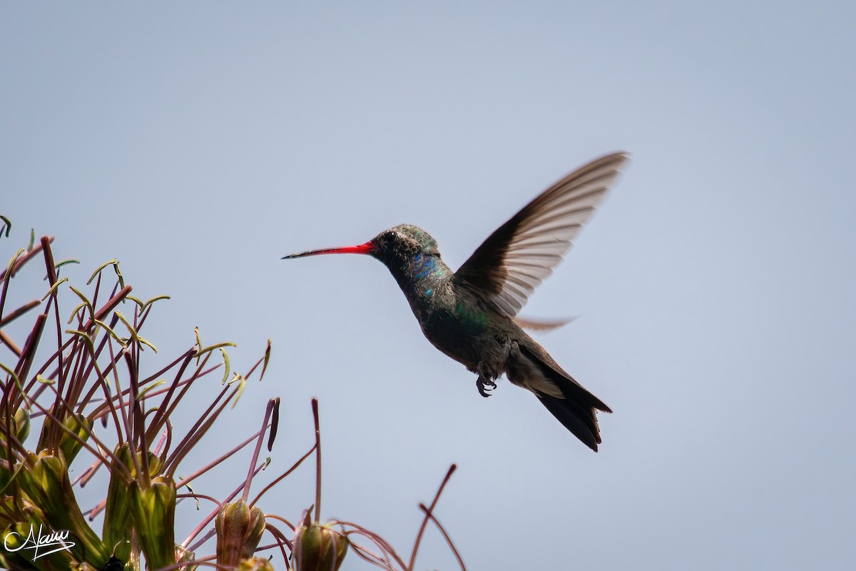 Broad-billed Hummingbird - ML619211440